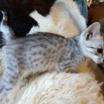 Frank, Egyptian Mau, Silver, Male #1, DOB 9-15-19