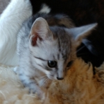 Frank, Egyptian Mau, Silver, Male #1, DOB 9-15-19