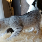 Frank, Egyptian Mau, Silver, Male #1, DOB 9-15-19