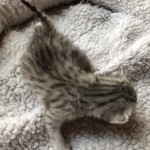 Egyptian Mau, Silver, Male #1, DOB 9-15-19
