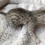 Egyptian Mau, Silver, Male #1, DOB 9-15-19