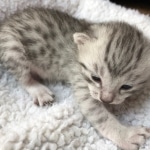 Egyptian Mau, Silver, Male #1, DOB 9-15-19