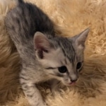 Frank, Egyptian Mau, Silver, Male #1, DOB 9-15-19