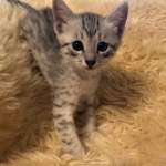 Frank, Egyptian Mau, Silver, Male #1, DOB 9-15-19