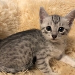 Frank, Egyptian Mau, Silver, Male #1, DOB 9-15-19