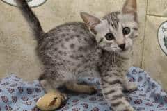Sallah Egyptian Mau Silver Male #1 DOB 8-30-23