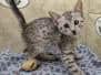 Sallah Egyptian Mau Silver Male #1 DOB 8-30-23