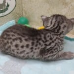 Egyptian Mau silver Male