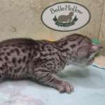 Egyptian Mau silver Male