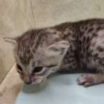 Egyptian Mau silver Male