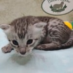 Egyptian Mau silver Male