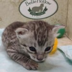 Egyptian Mau silver Male