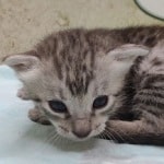 Egyptian Mau silver Male