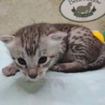 Egyptian Mau silver Male