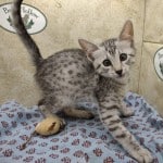 Egyptian Mau silver Male