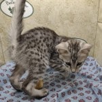 Egyptian Mau silver Male