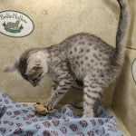 Egyptian Mau silver Male