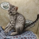 Egyptian Mau silver Male