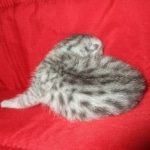 Mau, Silver, Male DOB 9-20-18 Des