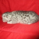 Mau, Silver, Male DOB 9-20-18 Des