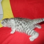 Mau, Silver, Male DOB 9-20-18 Des