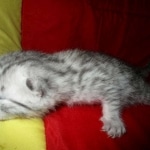Mau, Silver, Male DOB 9-20-18 Des
