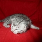 Mau, Silver, Male DOB 9-20-18 Des