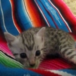 Mau, Silver, Male DOB 9-20-18 Des