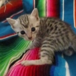Mau, Silver, Male DOB 9-20-18 Des