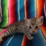 Mau, Silver, Male DOB 9-20-18 Des