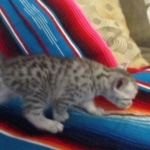 Mau, Silver, Male DOB 9-20-18 Des