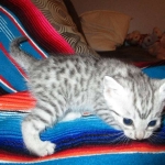 Mau, Silver, Male DOB 9-20-18 Des