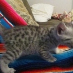 Mau, Silver, Male DOB 9-20-18 Des