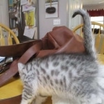 Mau, Silver, Male DOB 9-20-18 Des