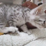 Mau, Silver, Male DOB 9-20-18 Des