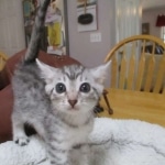 Mau, Silver, Male DOB 9-20-18 Des