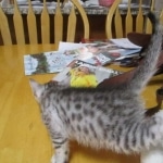 Mau, Silver, Male DOB 9-20-18 Des
