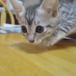 Mau, Silver, Male DOB 9-20-18 Des