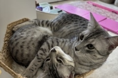 Egyptian Mau Silver male #2 Remy and female #2 DaiseyDOB 8-7-24