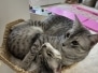 Egyptian Mau Silver male #2 Remy and female #2 DaiseyDOB 8-7-24