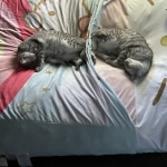 Remy  and Daisy