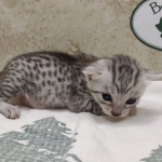 Silver-Female-Mau-DOB 8-7-24