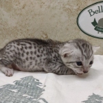 Silver-Female-Mau-DOB 8-7-24