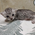 Silver-Female-Mau-DOB 8-7-24