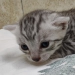 Silver-Female-Mau-DOB 8-7-24