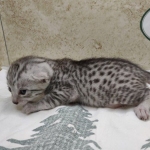 Silver-Female-Mau-DOB 8-7-24