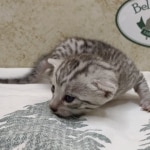 Silver-Female-Mau-DOB 8-7-24