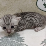 Silver-mau-Male-DOB 8-7-24