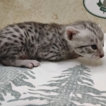 Silver-mau-Male-DOB 8-7-24