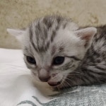 Silver-mau-Male-DOB 8-7-24